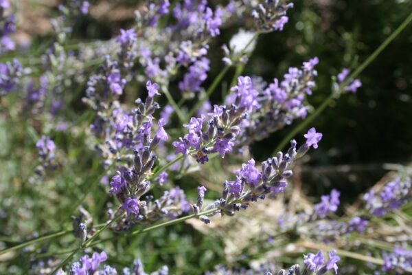 spike lavender essential oil