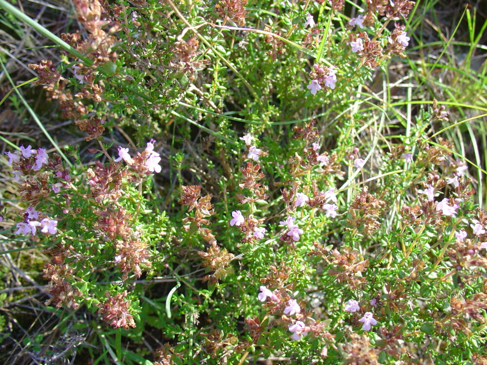 thyme lemon essential oil