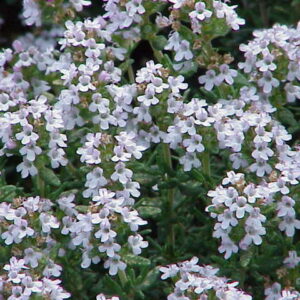 thyme linalol essential oil