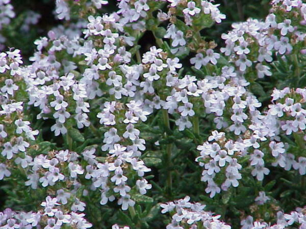 thyme linalol essential oil