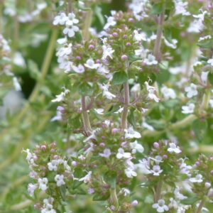 thyme white essential oil