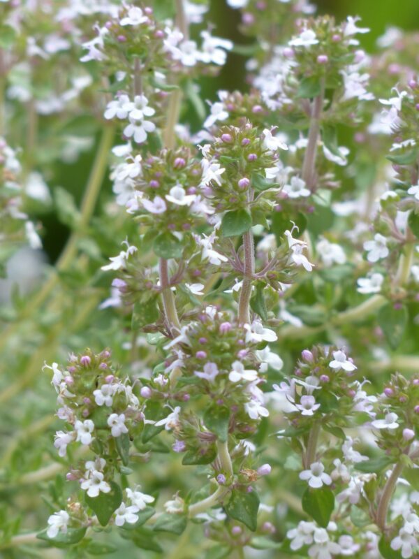 thyme white essential oil