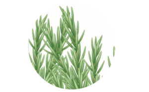 massage oil-rosemary