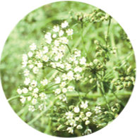 Conventional aniseed essential oil spanish