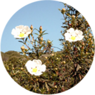 Conventional cistus essential oil spanish