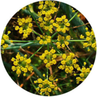 Conventional fennel sweet essential oil spanish