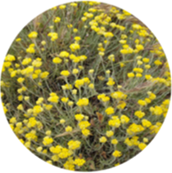 Conventional helichrysum oil