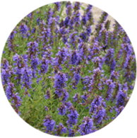 Conventional hyssop cineole essential oil spanish