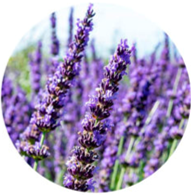 Conventional lavender oil spanish