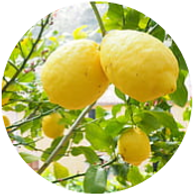 Conventional lemon essential oil spanish