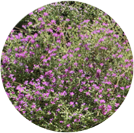 Conventional origanum essential oil spanish