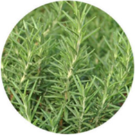 Conventional rosemary camphor essential oil spanish