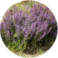 Conventional spanish sage essential oil spanish