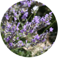 Conventional spike lavander oil