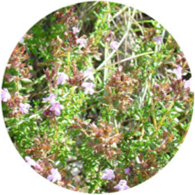 Conventional thyme lemon essential oil spanish