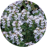 Conventional thyme linalol oil