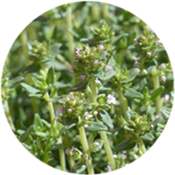 Conventional thyme red essential oil spanish