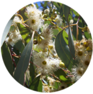 Organic eucalyptus glubulus crude essential oil