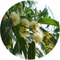 Organic eucalyptus rectificado essential oil spanish