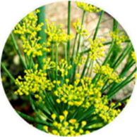 Organic fennel bitter essential oil spanish