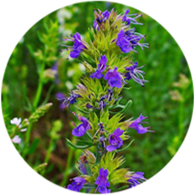 Organic hyssop isopinocamphone essential oil