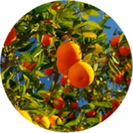 Organic orange essential oil spanishOrganic orange essential oil spanish