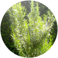 Organic rosemary cineole essential oil