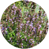 Organic sage officinalis essential oil