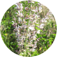 Organic sage sclarea essential oil spanish