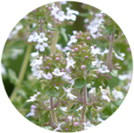 Organic thyme white essential oil spanish