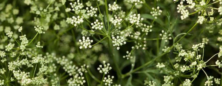 Aniseed essential oil