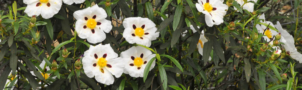 cistus essential oil