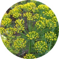 conventional dill weed oil