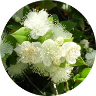 conventional myrtle essential oil spanish