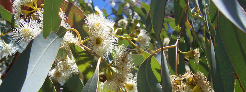 Eucalyptus globulus 80 essential oil