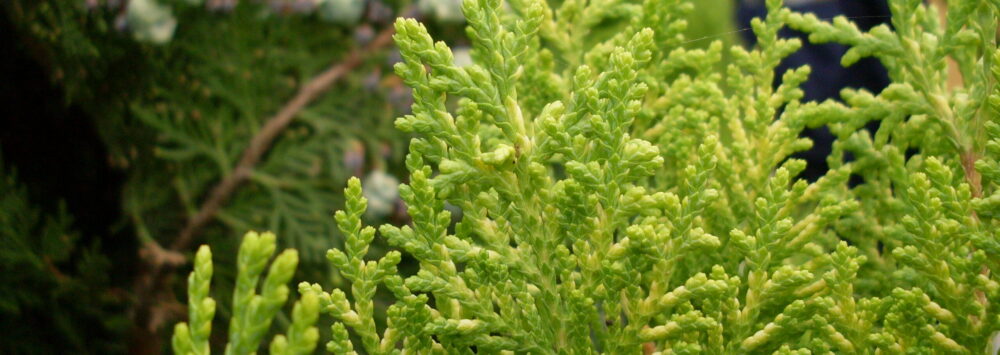 cypress essential oil