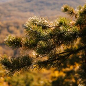 turpentine essential oil