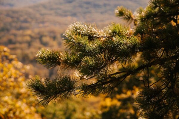 turpentine essential oil